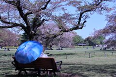 カサの中は晴れ