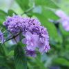 紫陽花