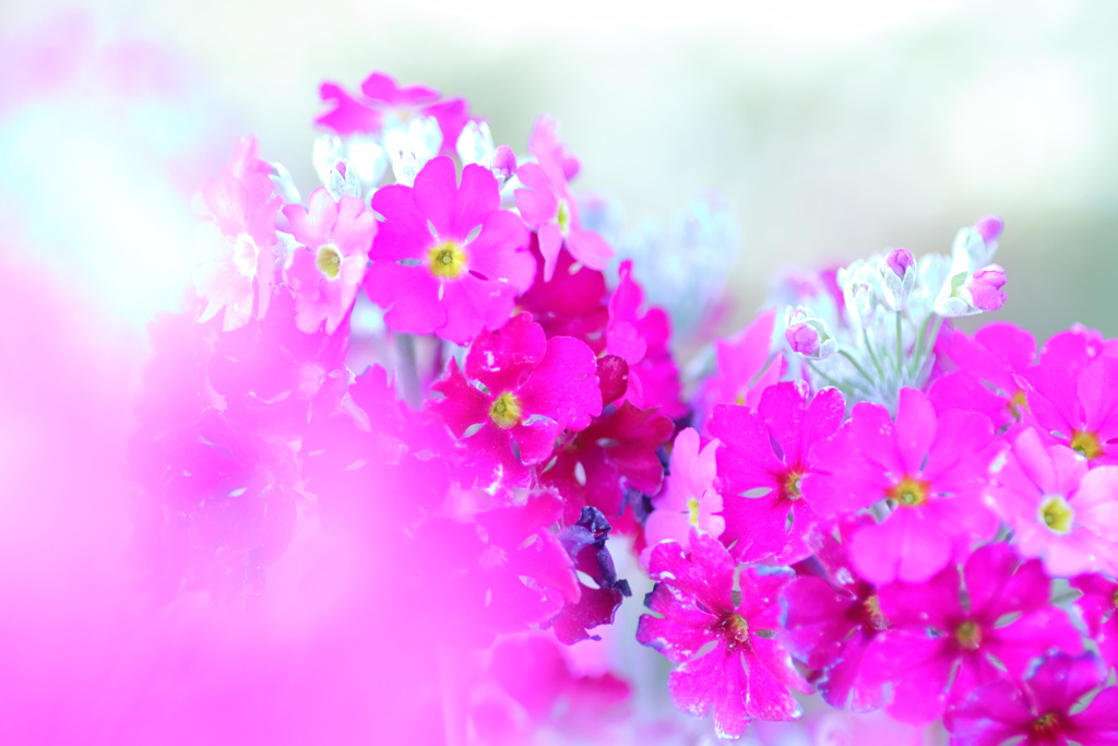 春の花