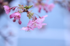 河津桜