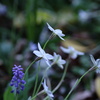 花の舞