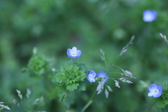 星の瞳