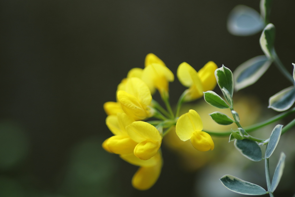 黄色の花