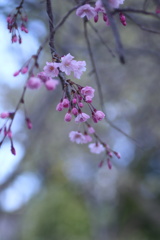 枝垂桜