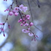 枝垂桜