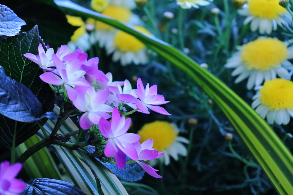 紫陽花とマーガレット