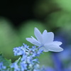 光もとめて
