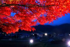 紅葉回廊