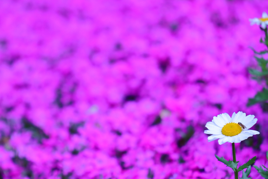 ノースポールと芝桜