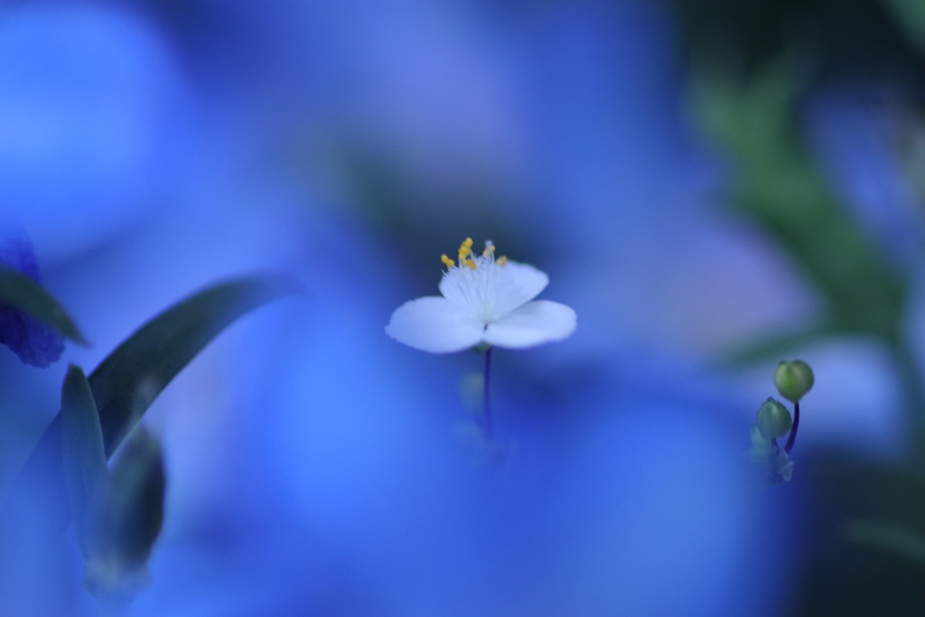 小さな花だけど