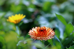 輝きの花