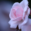 薔薇3