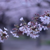 さくら咲く