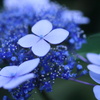 花紋様