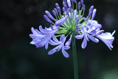 紫君子蘭