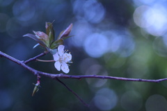 春の花