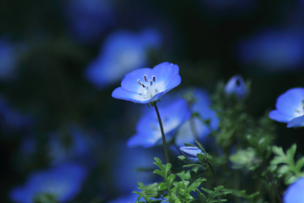 青く青く