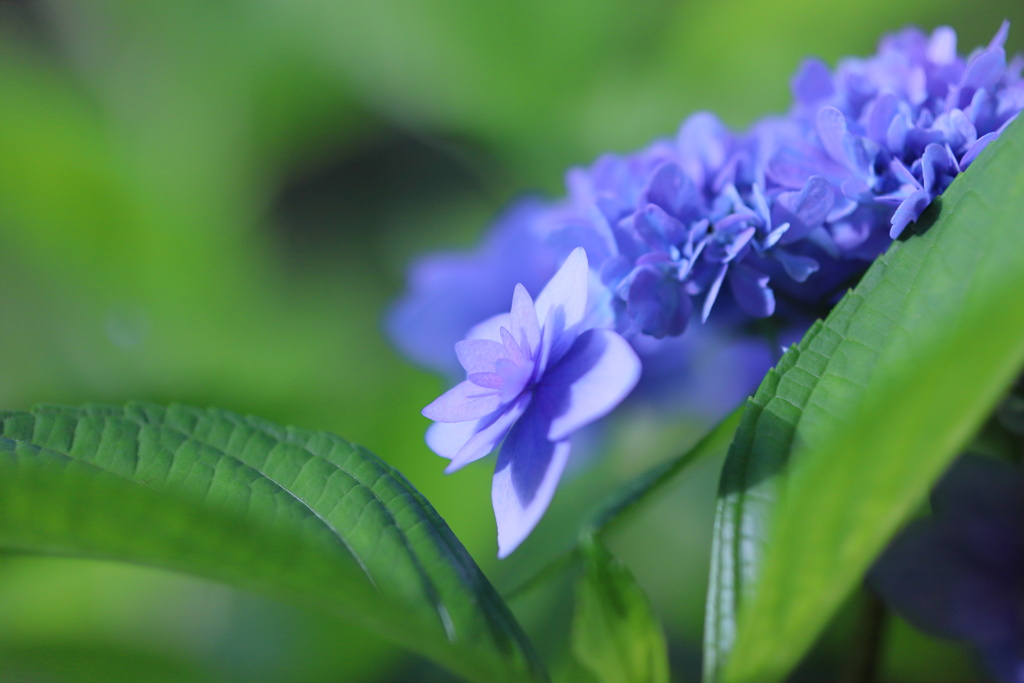 梅雨の花