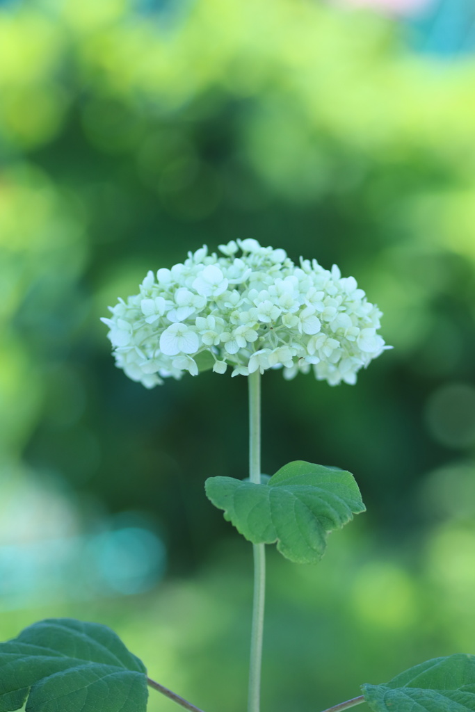 静寂の花