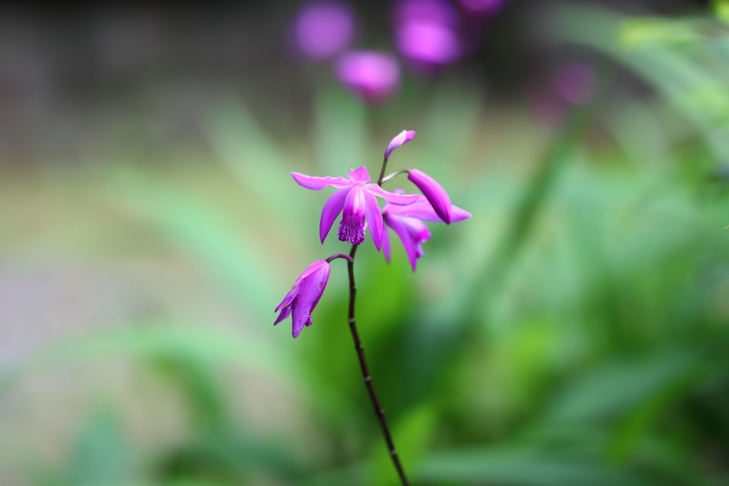 「あなたを忘れない」