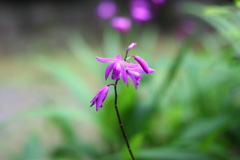 「あなたを忘れない」