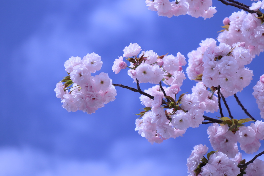 八重の桜と空と