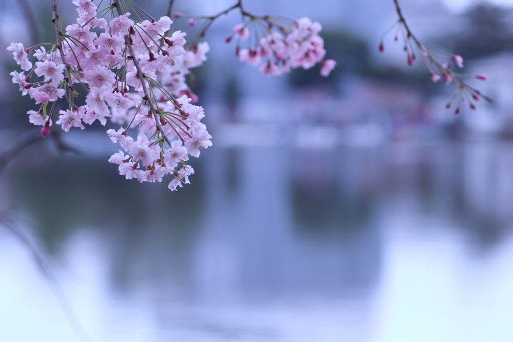 池のほとりで