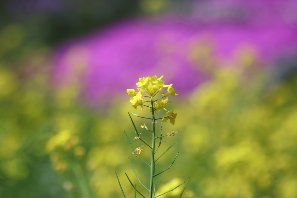 菜の花　染めて