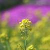 菜の花　染めて