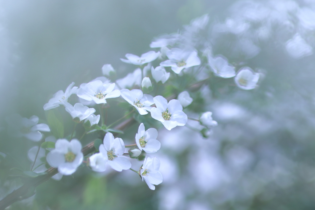 朧