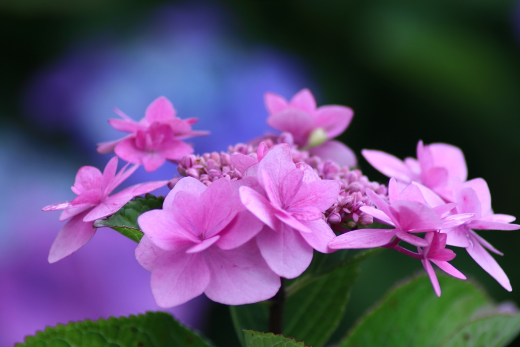 紫陽花