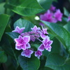 frill