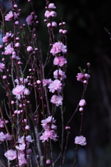 花桃