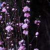 花桃