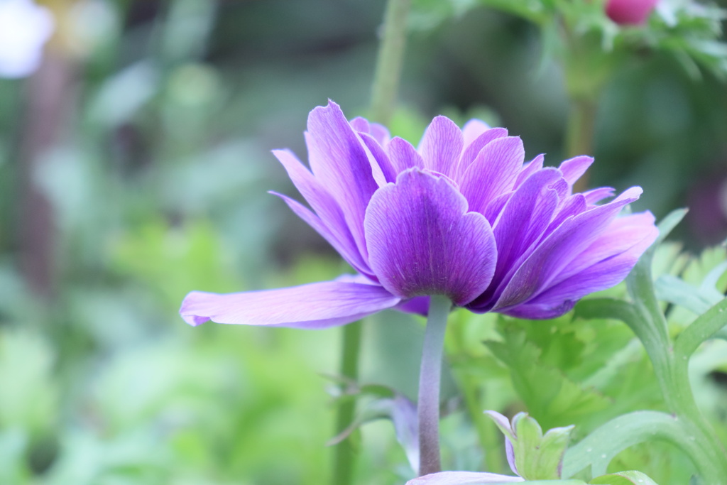 Purple　flower