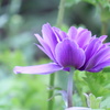 Purple　flower