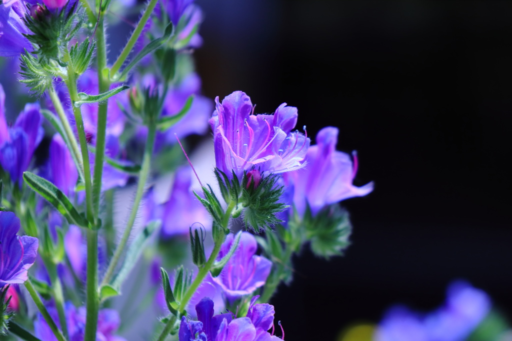 Purple　dance