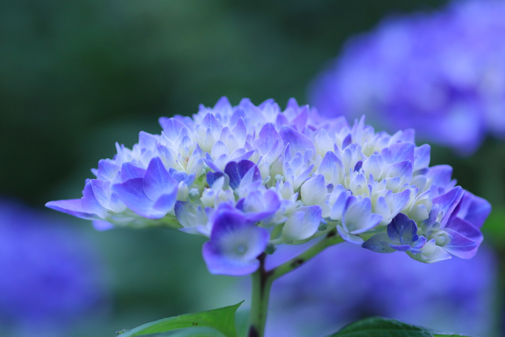 紫陽花　碧く