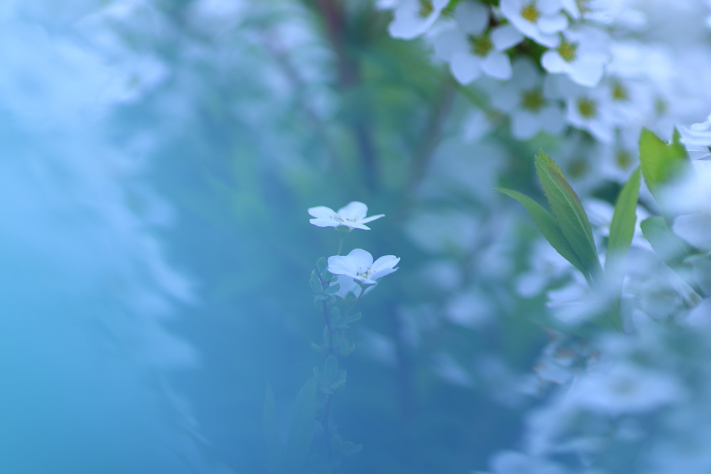漂う