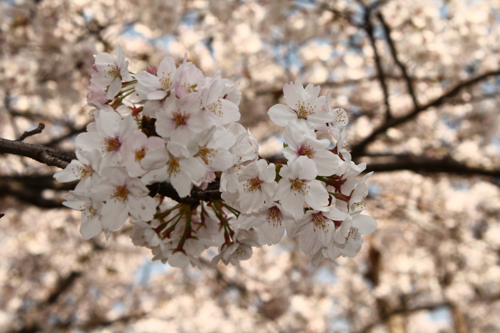 桜2