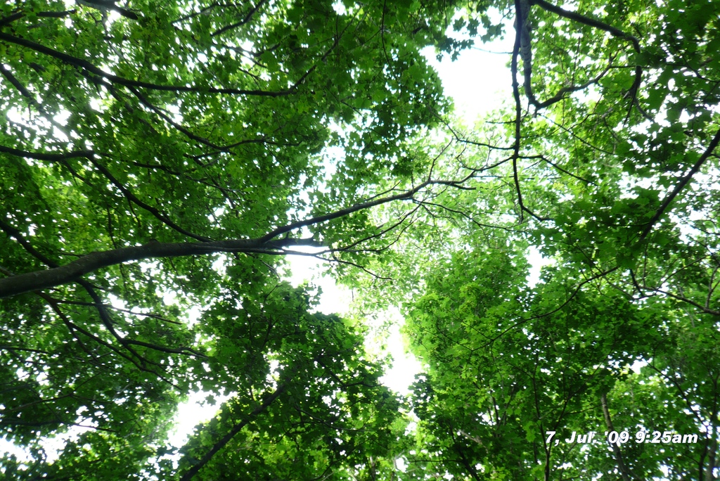角田山：2009年7月7日午前090707-092550