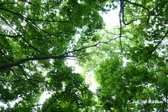 角田山：2009年7月7日午前090707-092550