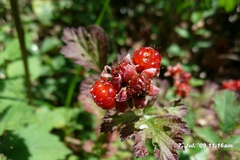 角田山：2009年7月7日午前090707-111636