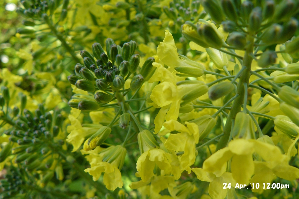 ブロッコリーの花２