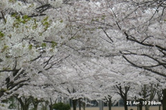 鳥屋野潟