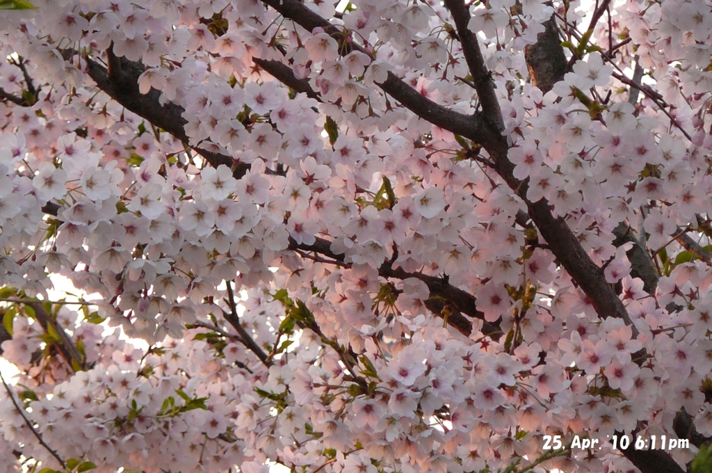 夕方桜
