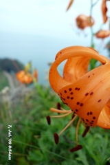 角田山：2009年7月7日午前090707-085435