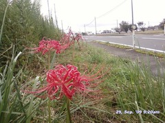 内野農産緒立スタンド脇歩道