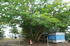 北場の神社、裏から。樹齢何百年。