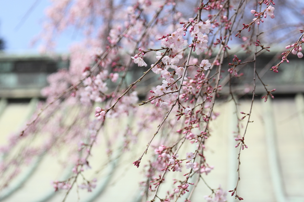 枝垂桜